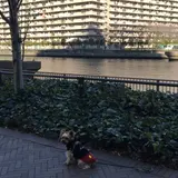 豊洲橋梁