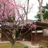 ヒガシマル梅園