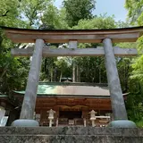 丹生川上神社下社 御神木(欅)