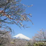 裾野市梅の里