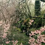 植藤造園