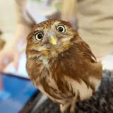いけふくろうカフェ