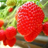 江間いちご狩りセンター