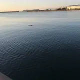 スナメリの入り江