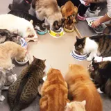 猫まるカフェ East