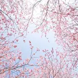塩竈神社