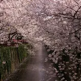 目黒川の桜並木