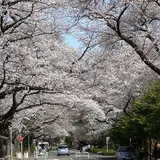 東京学芸大学