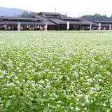 ちちぶ花見の里