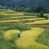 寺坂棚田