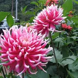 両神山麓ダリア園