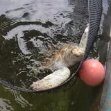 小笠原海洋センター