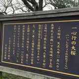 一心行の大桜