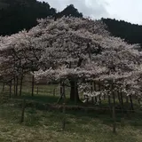観音桜