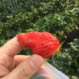 六いちご園