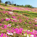 湘南国際村センター
