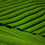 宇治茶の郷　和束の茶畑