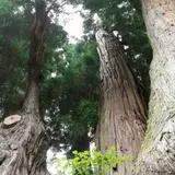 八坂神社の「大スギさん」