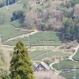 撰原の茶畑