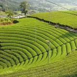 原山の茶畑