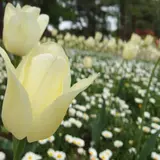 【閉店】赤城高原牧場クローネンベルク・ドイツ村
