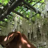 吉祥寺の藤