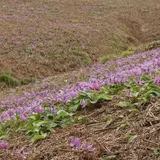 曲川木の根坂
