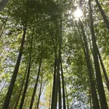 修善寺温泉