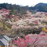 吉野梅郷