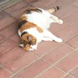 案山子窯