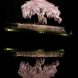 水戸野のしだれ桜