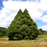 小杉の大杉（トトロの木）