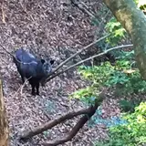 猿投山