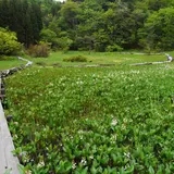 米地区湿原