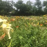 岡本自然農園