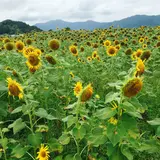 土佐市出間ひまわり畑