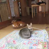 平野郷猫会議堂(にゃんこ堂)