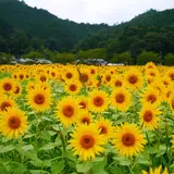 ひまわり柚遊農園