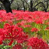 郷土の森公園