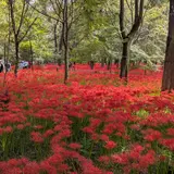 巾着田