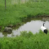 阿寒国際ツルセンター