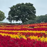 東京ドイツ村