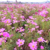 イシックス馬入のお花畑