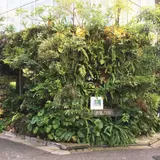 風花