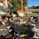 田代島にゃんこ共和国