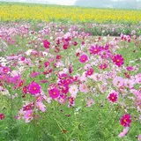観光農園花ひろば