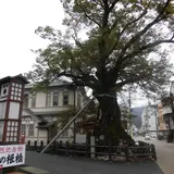 大ケヤキ（木の根橋）