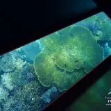 西表島グラスボート ふね家