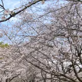 特別史跡 水城跡
