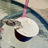 Scio’scio’ショーショー